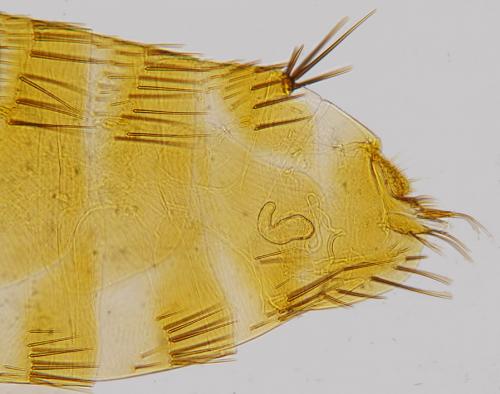 Ctenophthalmus baeticus arvernus